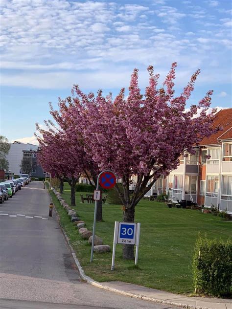 Hvidovre Enghavevej Strandbyparken.